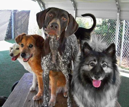 Longs Peak Animal Hospital