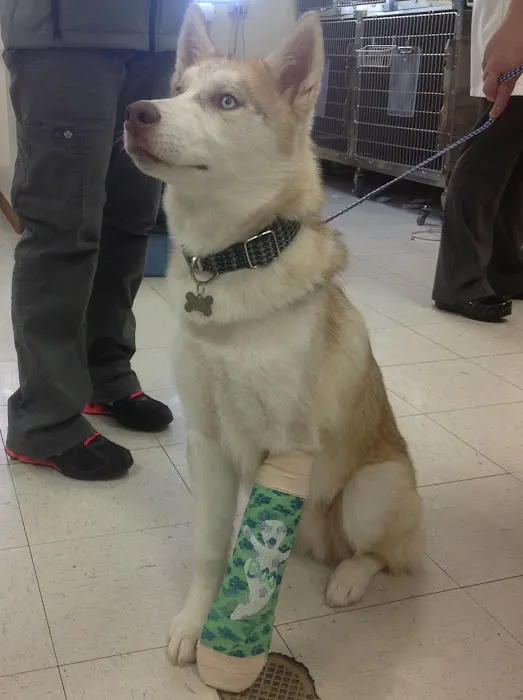 Longs Peak Animal Hospital Picture 7