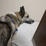 Nelson Road Veterinary Clinic