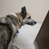 Nelson Road Veterinary Clinic ico