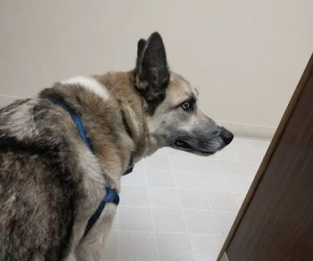 Nelson Road Veterinary Clinic