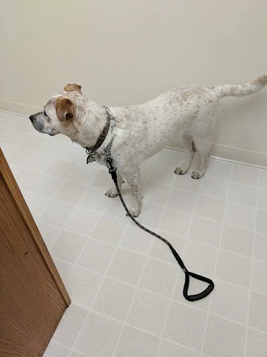Nelson Road Veterinary Clinic Picture 8