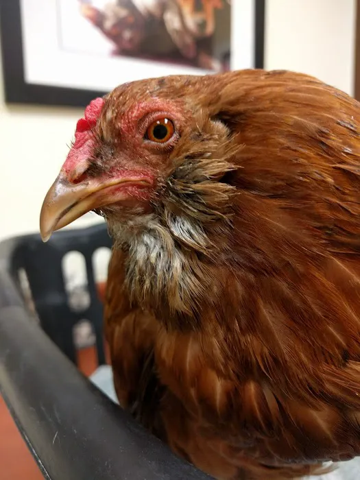 Nelson Road Veterinary Clinic Picture 9
