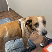 Left Hand Animal Hospital ico