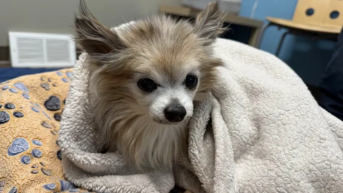 Left Hand Animal Hospital Picture 2