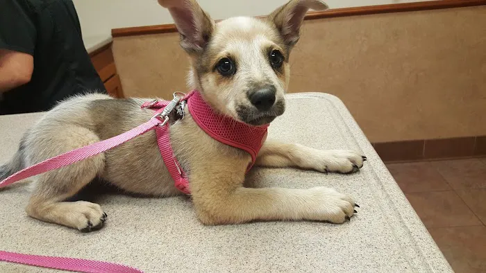 Gunbarrel Veterinary Hospital Picture 2