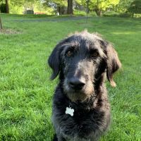 Gunbarrel Veterinary Hospital ico