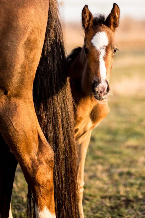 VetweRx Equine North Picture 2