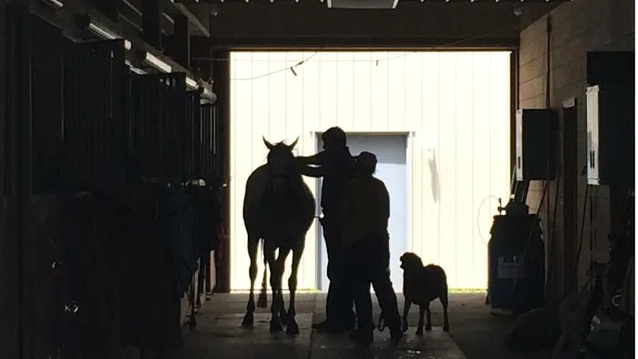 VetweRx Equine North Picture 1