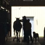 VetweRx Equine North