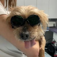 Indian Peaks Veterinary Hospital ico