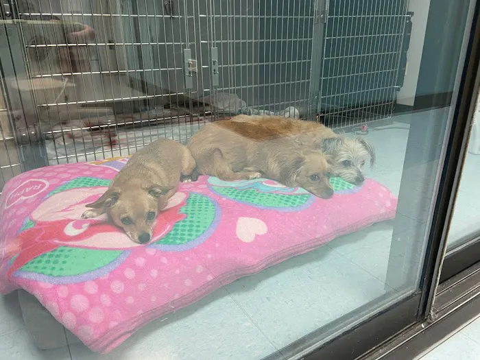 Indian Peaks Veterinary Hospital Picture 9