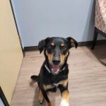 Clover Basin Animal Hospital