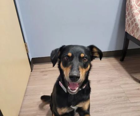 Clover Basin Animal Hospital