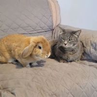 Humane Society of Boulder Valley Veterinary Hospital ico