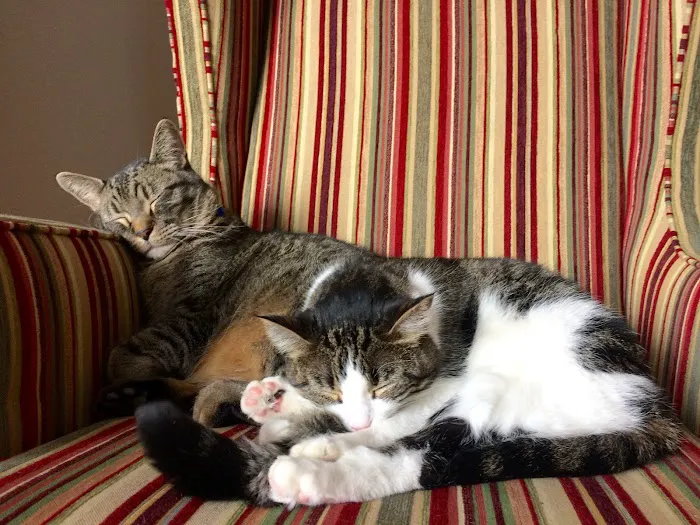 Humane Society of Boulder Valley Veterinary Hospital Picture 5
