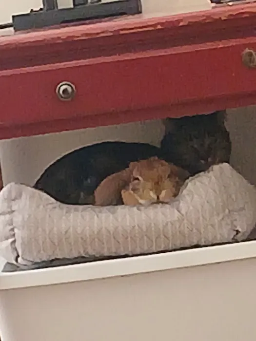 Humane Society of Boulder Valley Veterinary Hospital Picture 9
