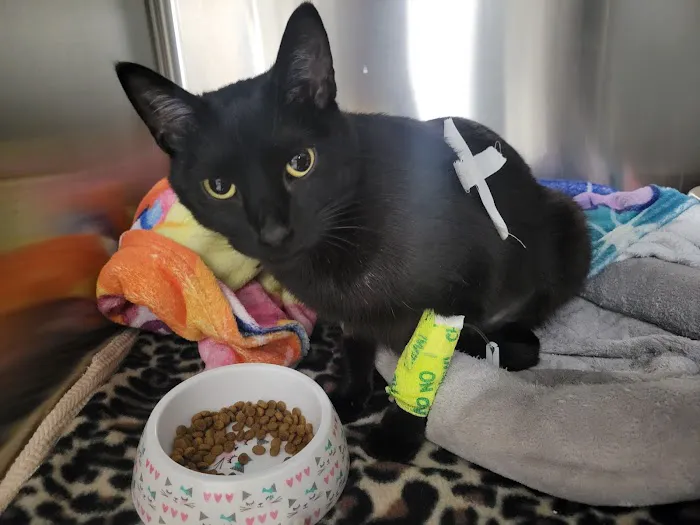 Colorado Animal Specialty & Emergency (CASE) Picture 1
