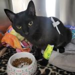 Colorado Animal Specialty & Emergency (CASE)