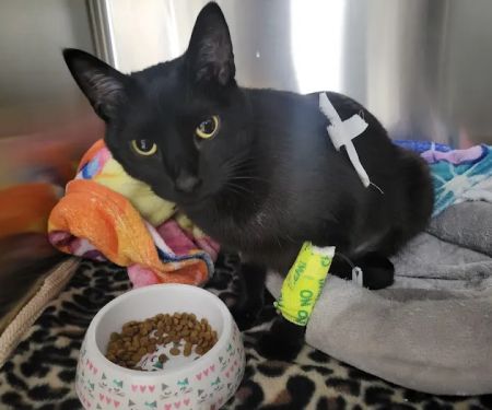 Colorado Animal Specialty & Emergency (CASE)