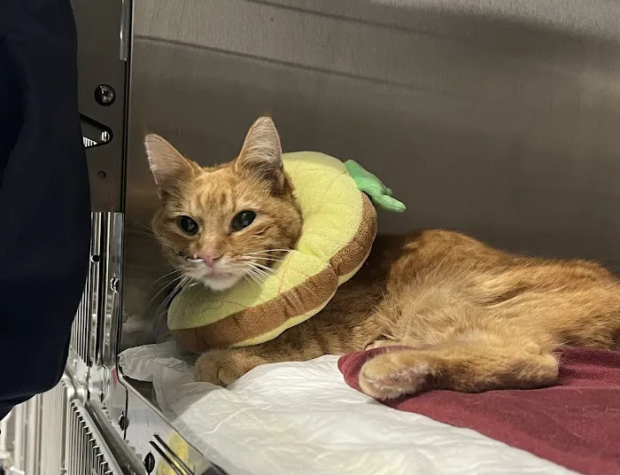 Colorado Animal Specialty & Emergency (CASE) Picture 2