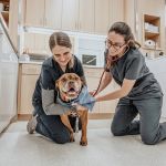 Pearl Street Animal Hospital