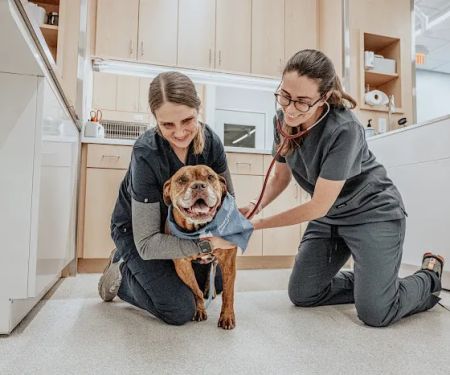 Pearl Street Animal Hospital