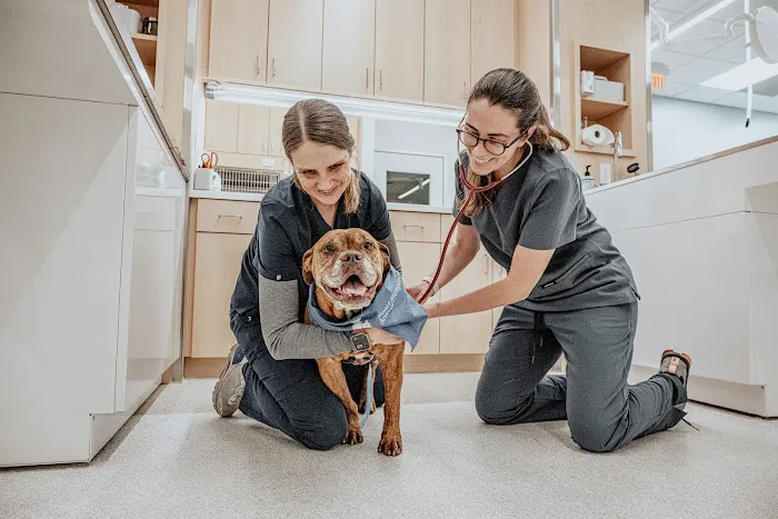 Pearl Street Animal Hospital Picture 2