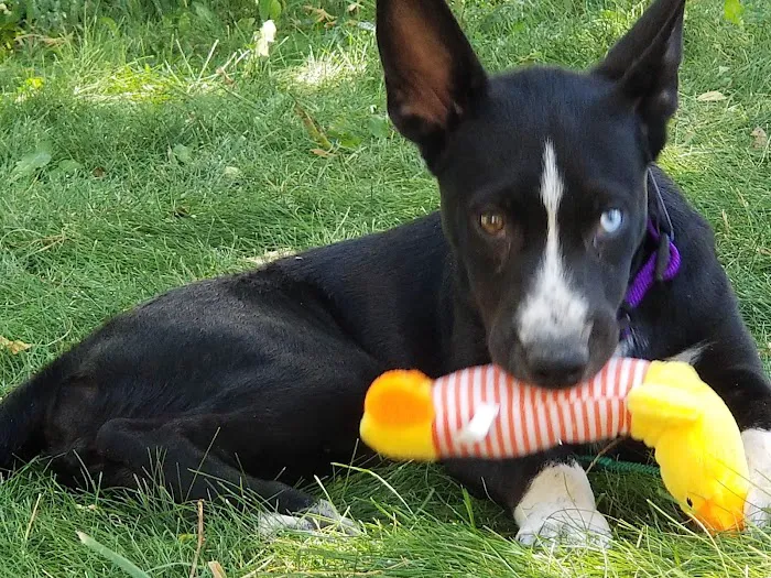 North Boulder Companion Animal Hospital Picture 4