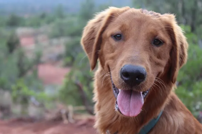 North Boulder Companion Animal Hospital Picture 5