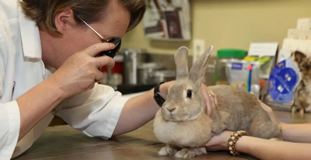 North Boulder Companion Animal Hospital Picture 7