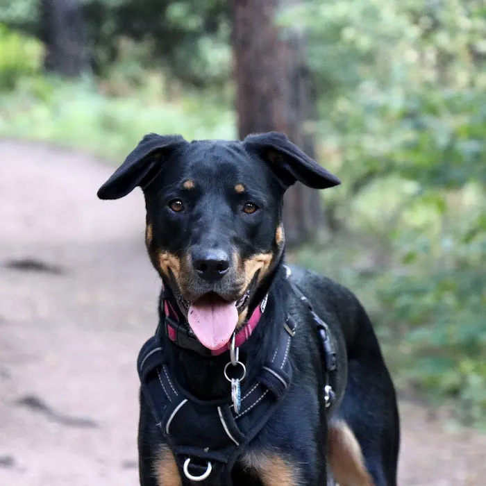 North Boulder Companion Animal Hospital Picture 8