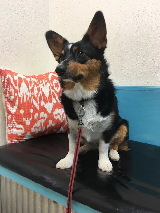 North Boulder Companion Animal Hospital Picture 9