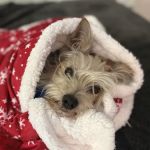 Three Peaks Veterinary