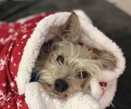 Three Peaks Veterinary