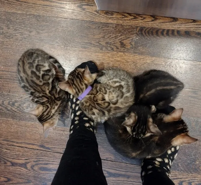 Shere Khan Cats - Bengal Kittens Picture 1