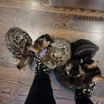 Shere Khan Cats - Bengal Kittens
