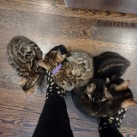 Shere Khan Cats - Bengal Kittens ico