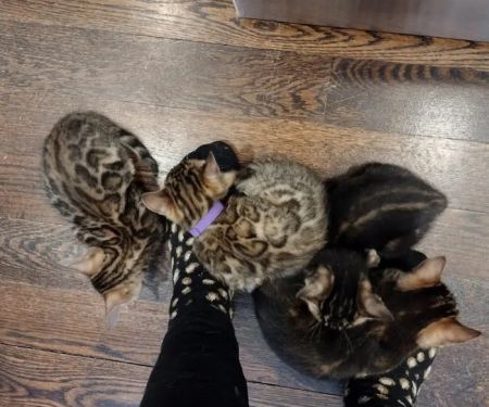 Shere Khan Cats - Bengal Kittens
