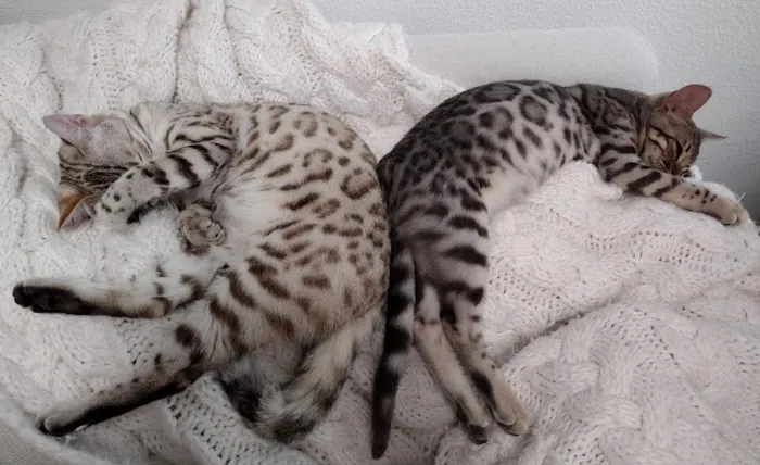 Shere Khan Cats - Bengal Kittens Picture 3
