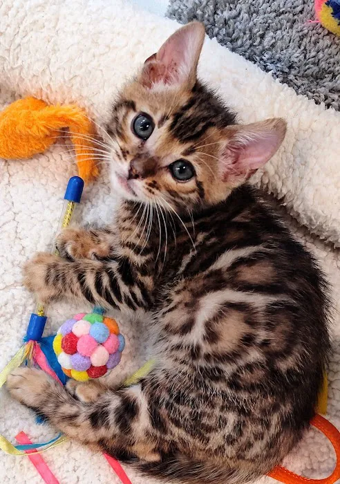 Shere Khan Cats - Bengal Kittens Picture 2