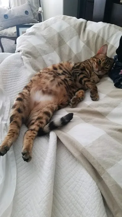 Shere Khan Cats - Bengal Kittens Picture 6