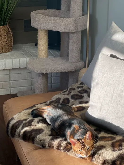 Shere Khan Cats - Bengal Kittens Picture 5