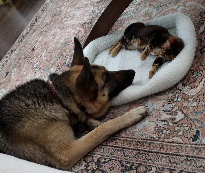Shere Khan Cats - Bengal Kittens Picture 7
