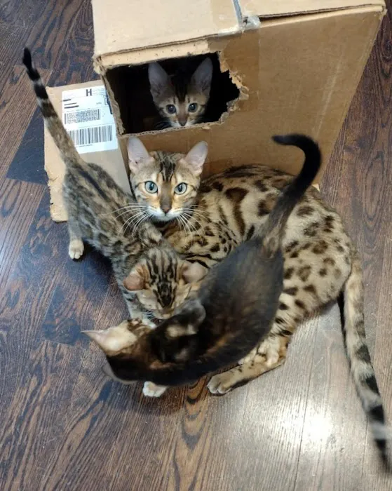 Shere Khan Cats - Bengal Kittens Picture 8