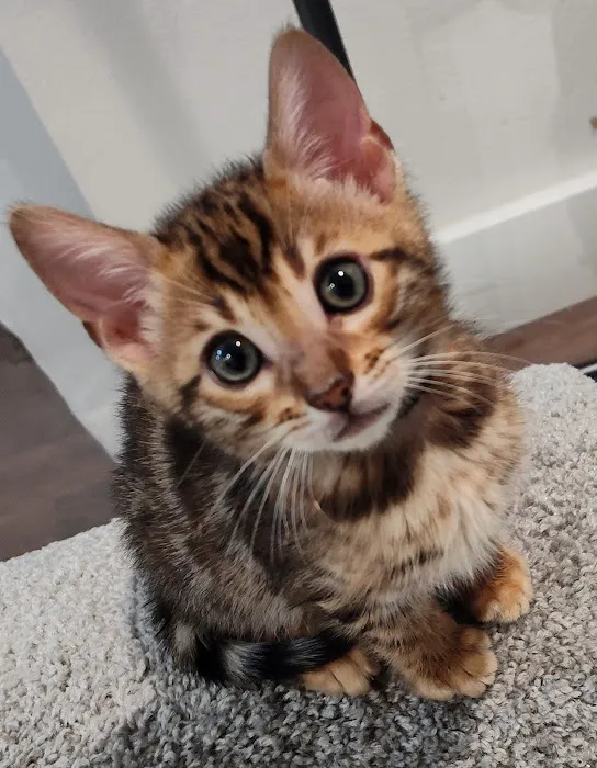Shere Khan Cats - Bengal Kittens Picture 10