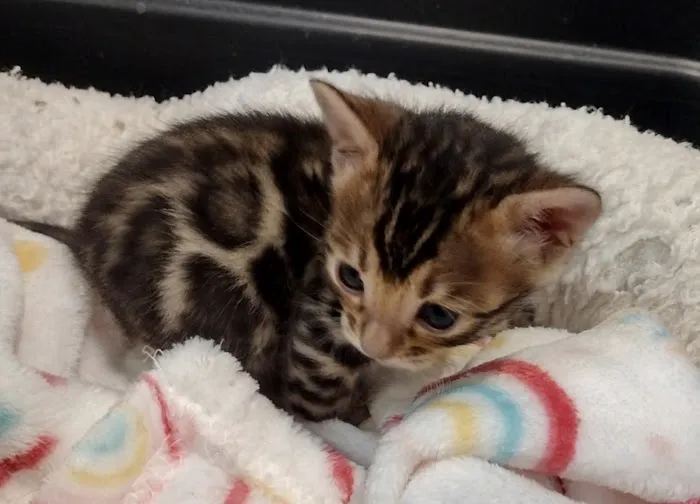 Shere Khan Cats - Bengal Kittens Picture 9