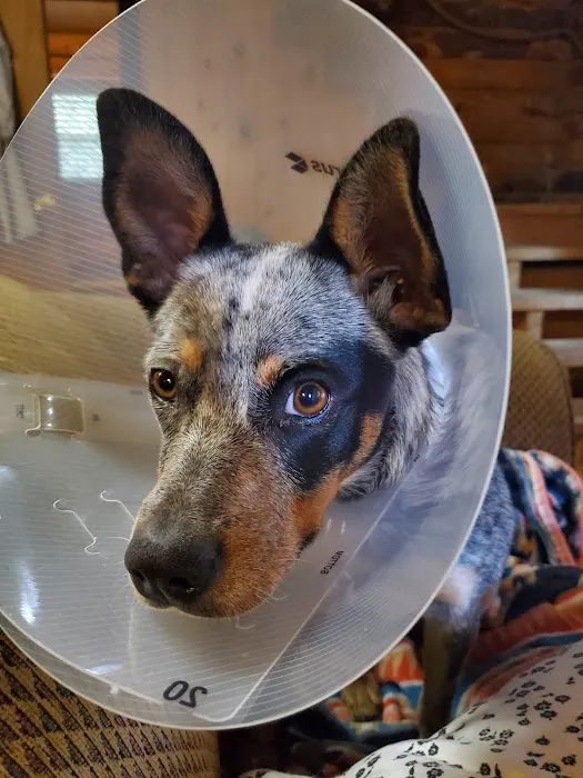 Crow Hill Veterinary Hospital Picture 9