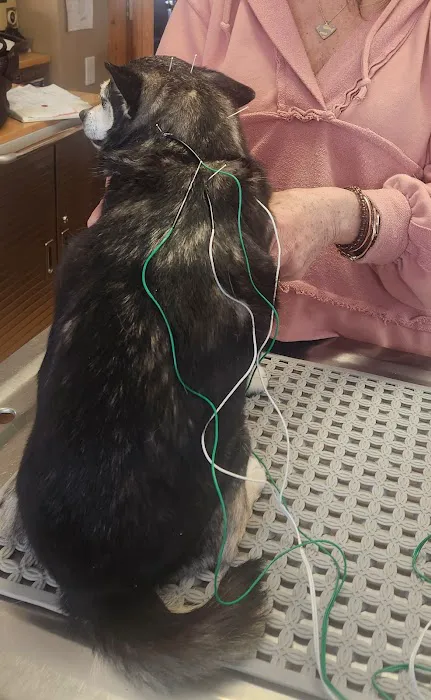 Bailey Holistic Veterinary Care Picture 1