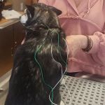 Bailey Holistic Veterinary Care